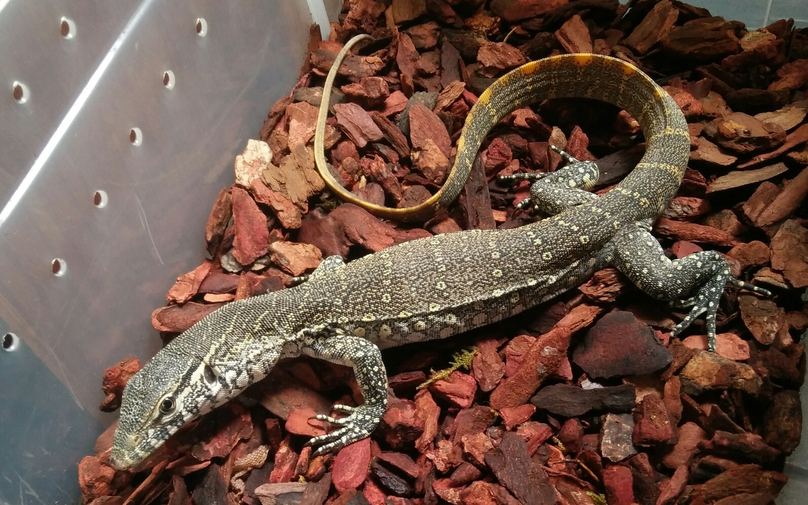 【尼罗河巨蜥】 喂食