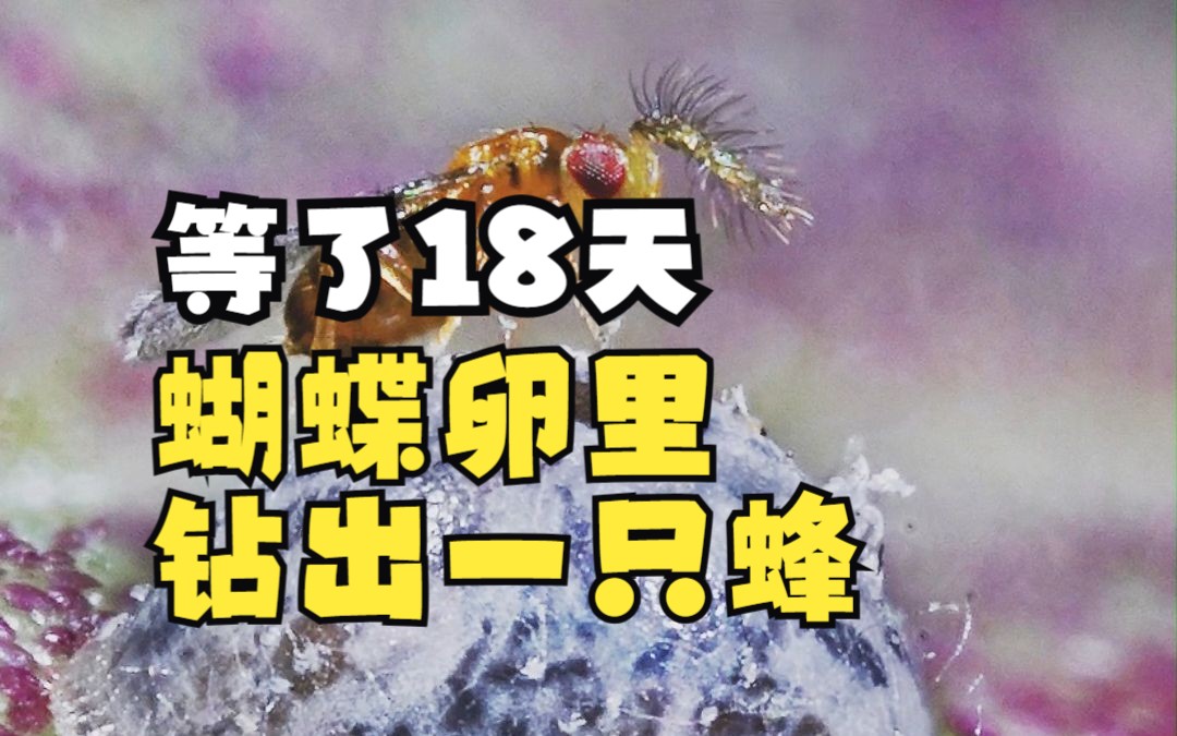 等了18天,蝴蝶卵里钻出了一只蜂哔哩哔哩bilibili