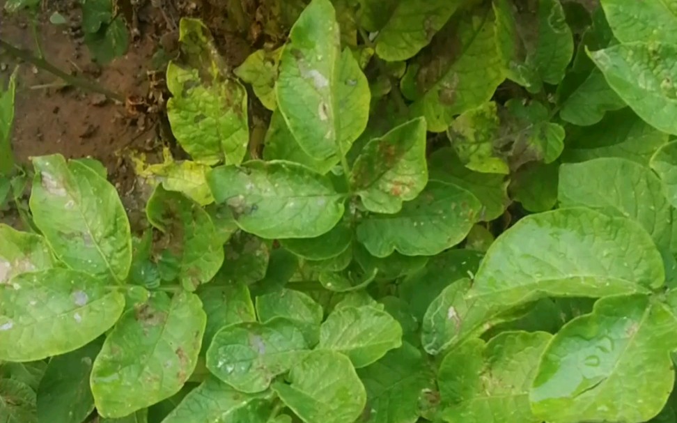 [图]《闹市种菜》好恶心的虫子，幸好没影响我快乐的采摘