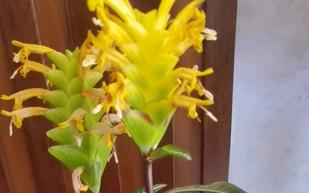 银脉竹芋 开花一个月后