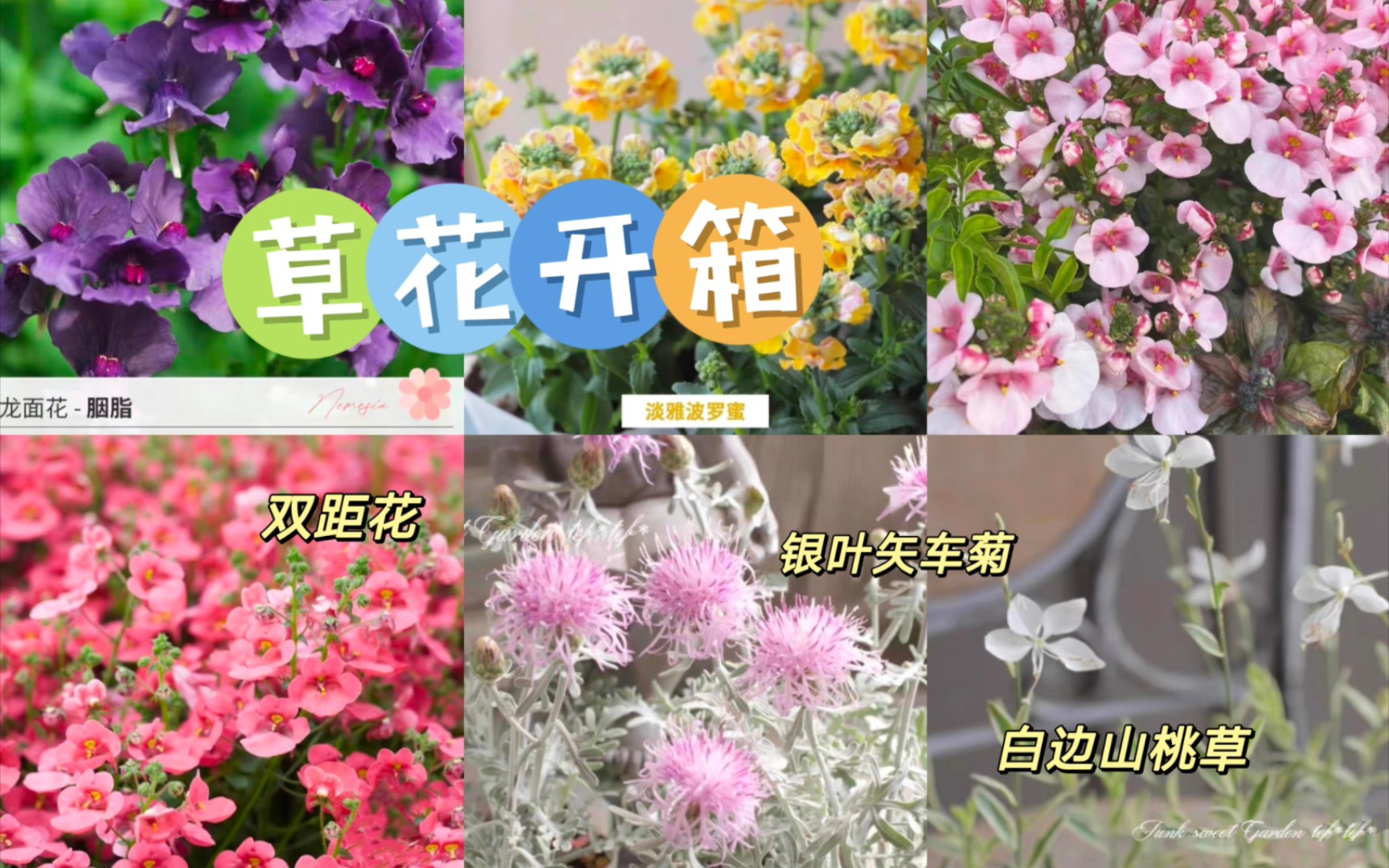 草花开箱:银叶矢车菊、双距花、龙面花哔哩哔哩bilibili