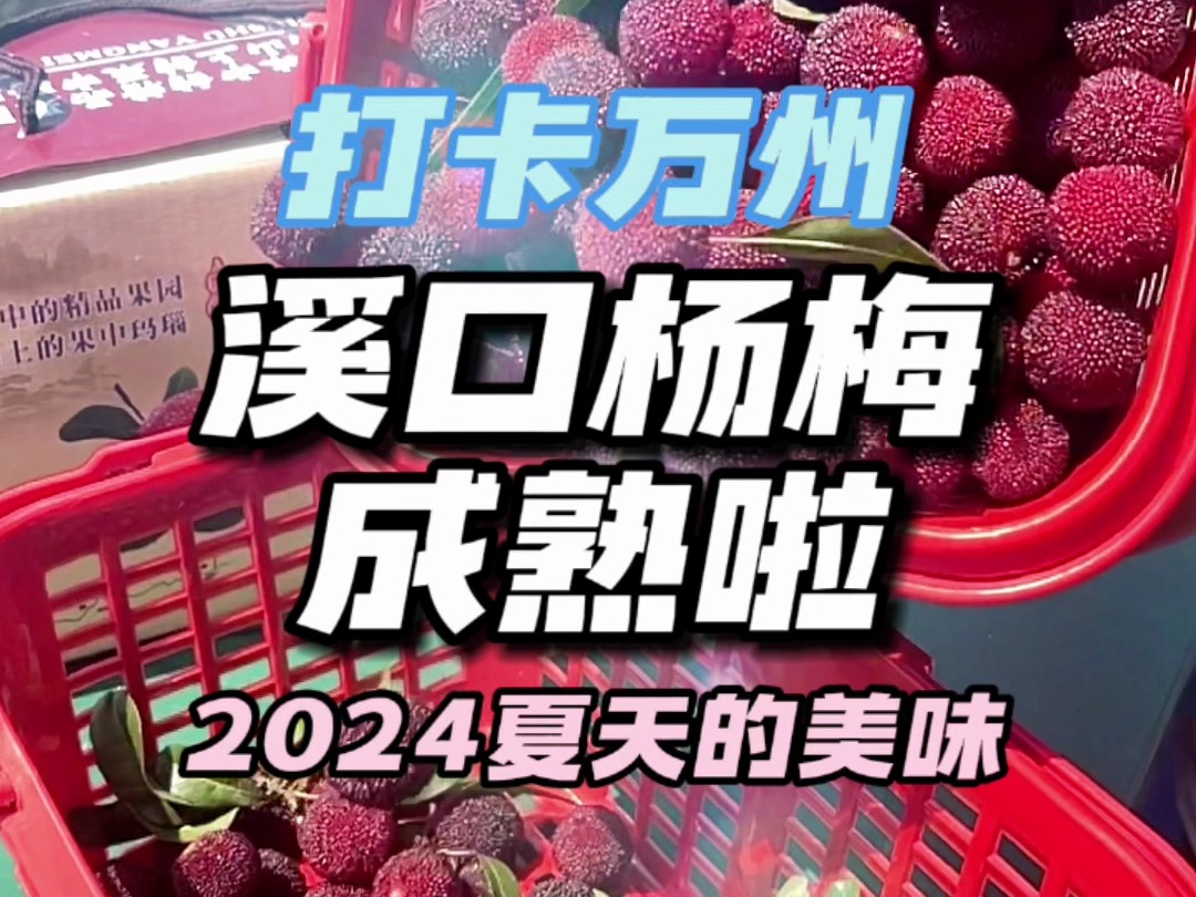 9.9就能在万州实现杨梅自由! 万州溪口的杨梅熟啦!酸甜多汁的“果中玛瑙”有没有勾起你的口水!9.9入园畅吃,36两大一小还能带走一斤!哔哩哔哩...