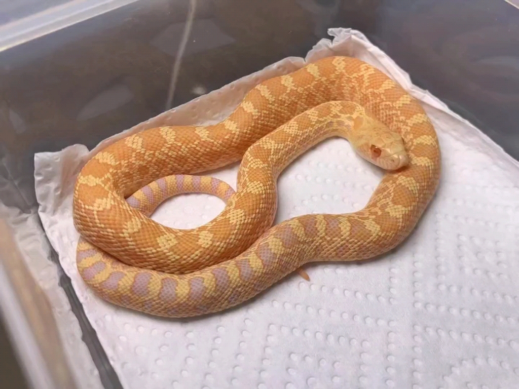 白化牛 4公 061500/条 一图一物