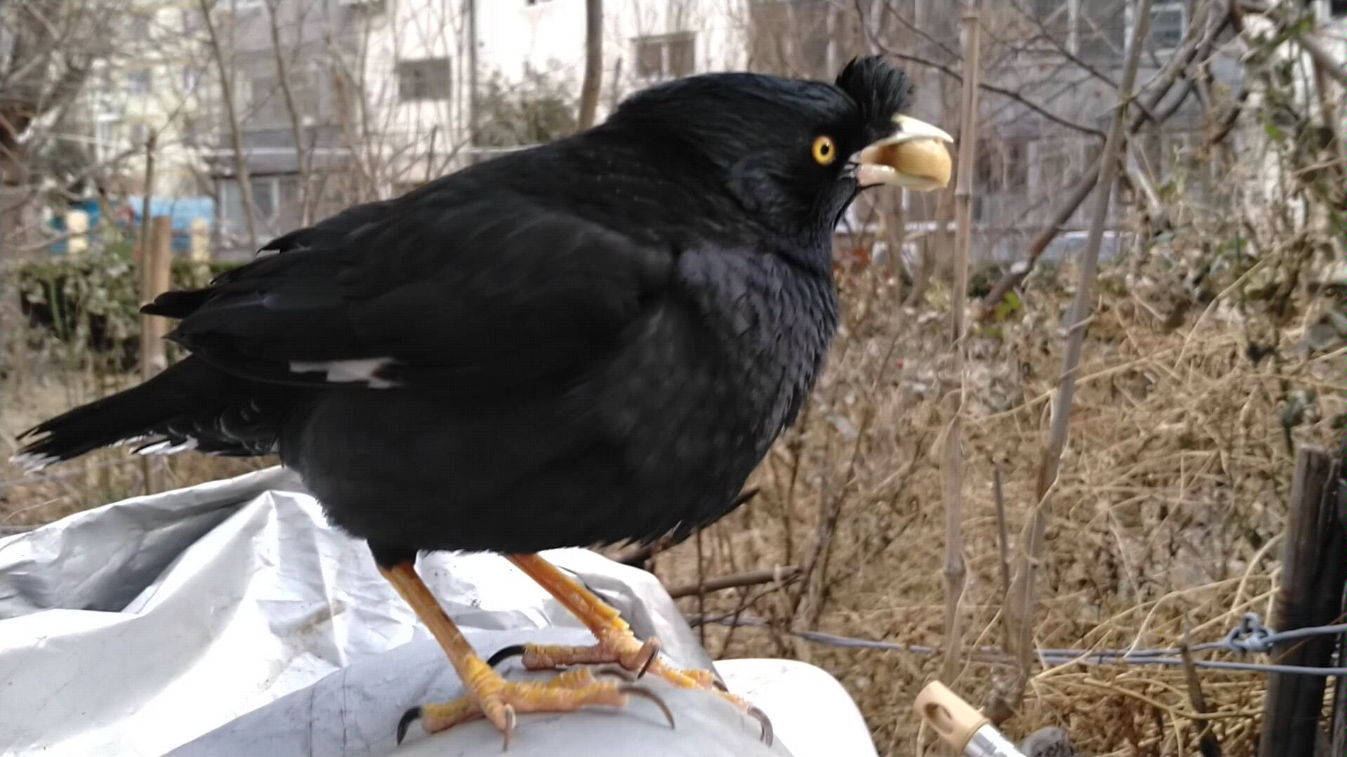 黑八哥 小院散心