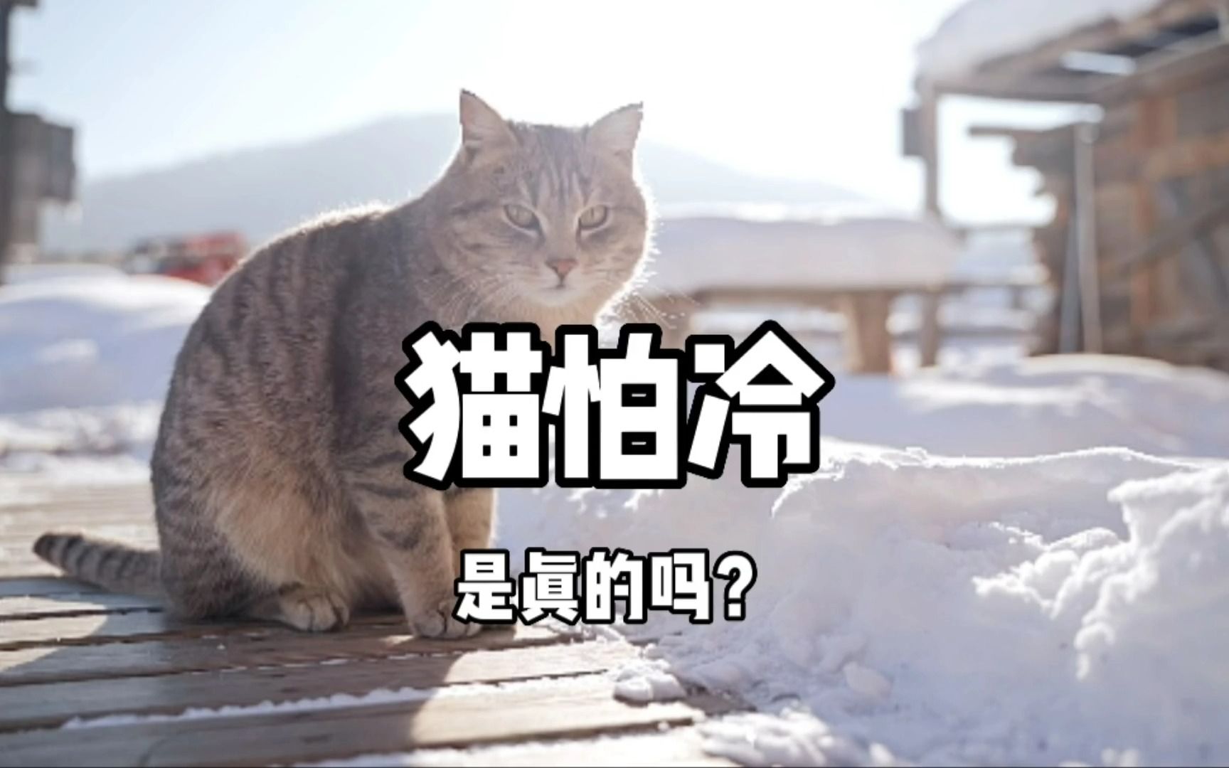 猫咪真的怕冷吗?哔哩哔哩bilibili