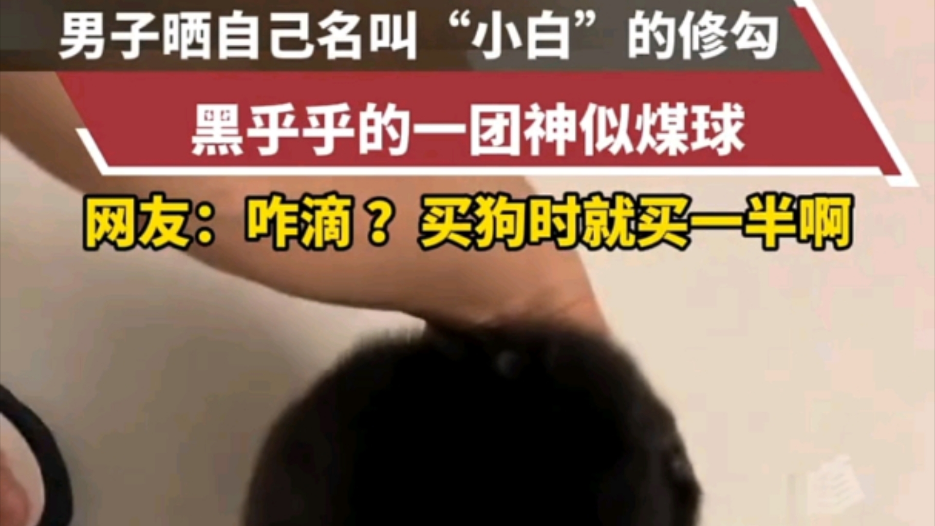 男子晒自己名叫“小白”的修勾,黑乎乎的一团神似煤球,网友:咋滴?买狗时就买一半啊 ＂狗 ＂哔哩哔哩bilibili