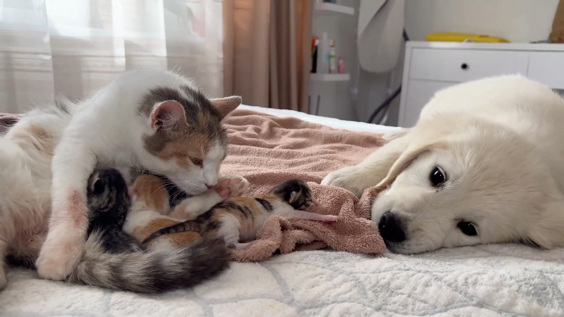 可爱的狗狗和猫咪一家玩