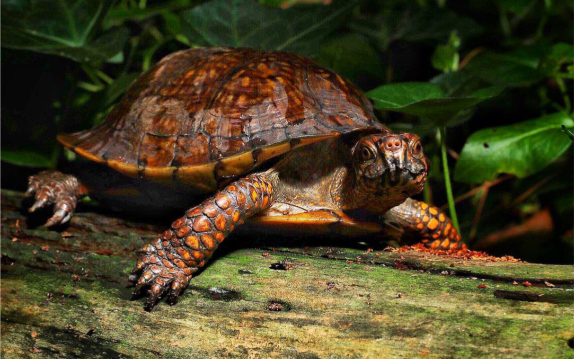 关于湾岸箱龟!你需要知道的一切!