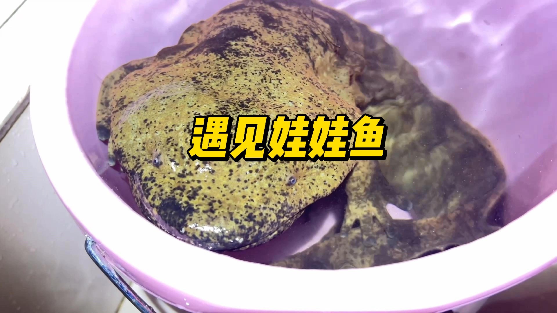 娃娃鱼并不会叫哎