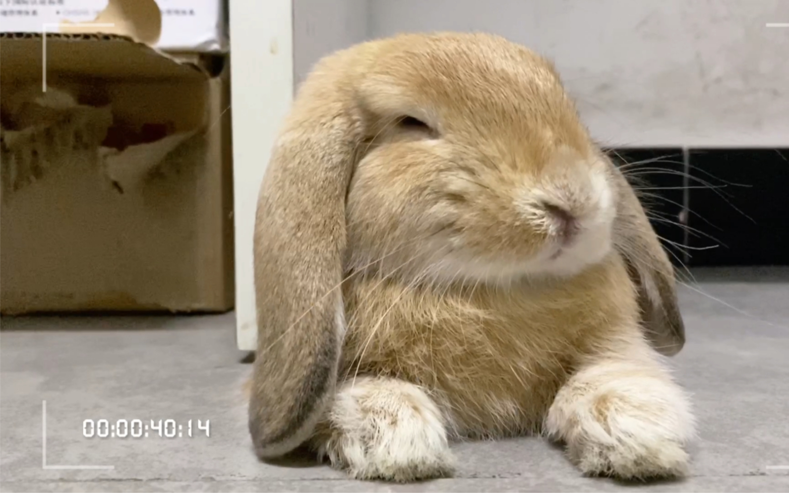 颓废兔今日不营业