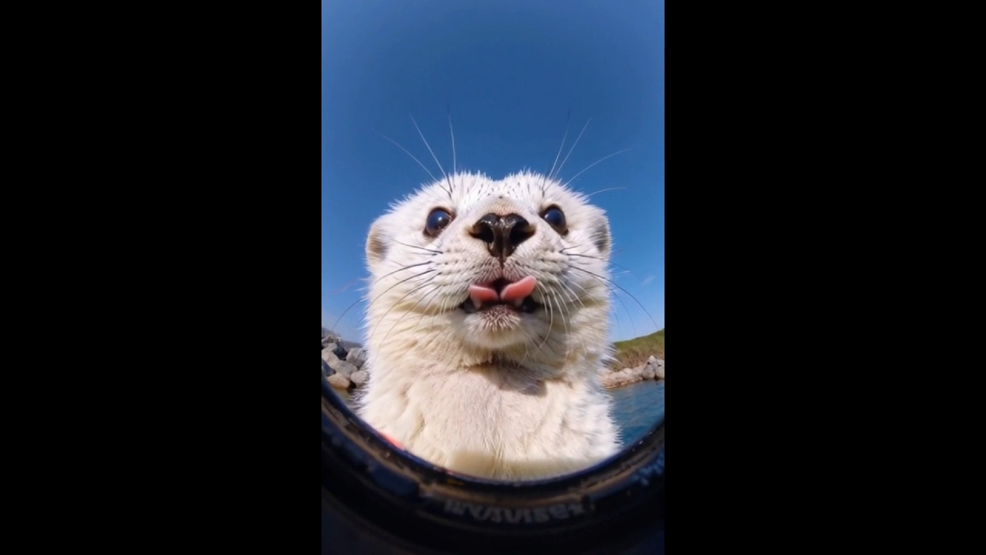 水獭宝宝,萌萌哒!