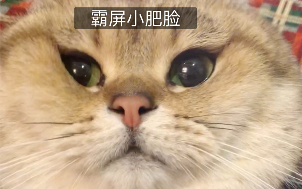 单手撸小猫隔着屏幕想猛搓猛揉猛吸这不是神仙小可爱