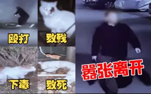 Download Video: 过分！小区内流浪猫伤亡不断  到底谁是凶手？