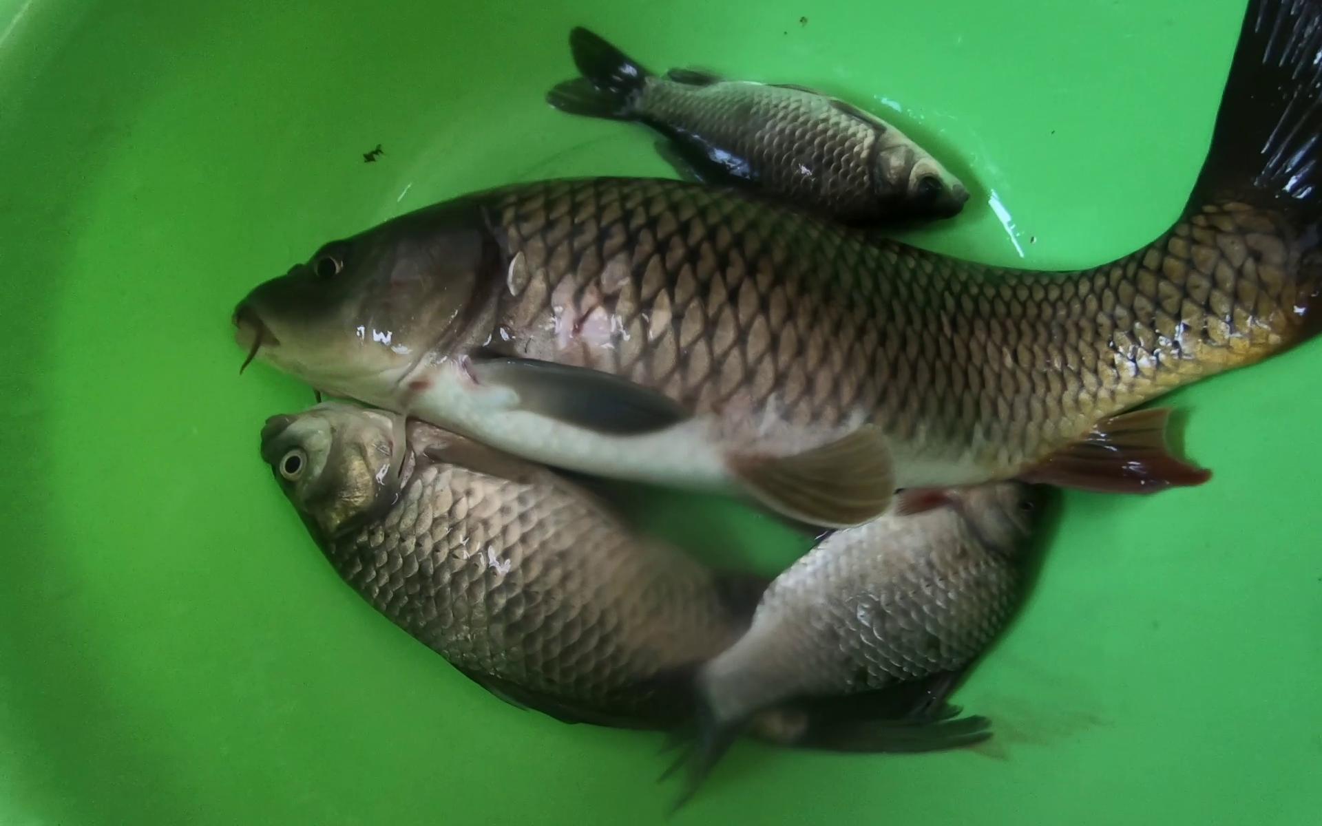 2斤大鲤鱼加板鲫