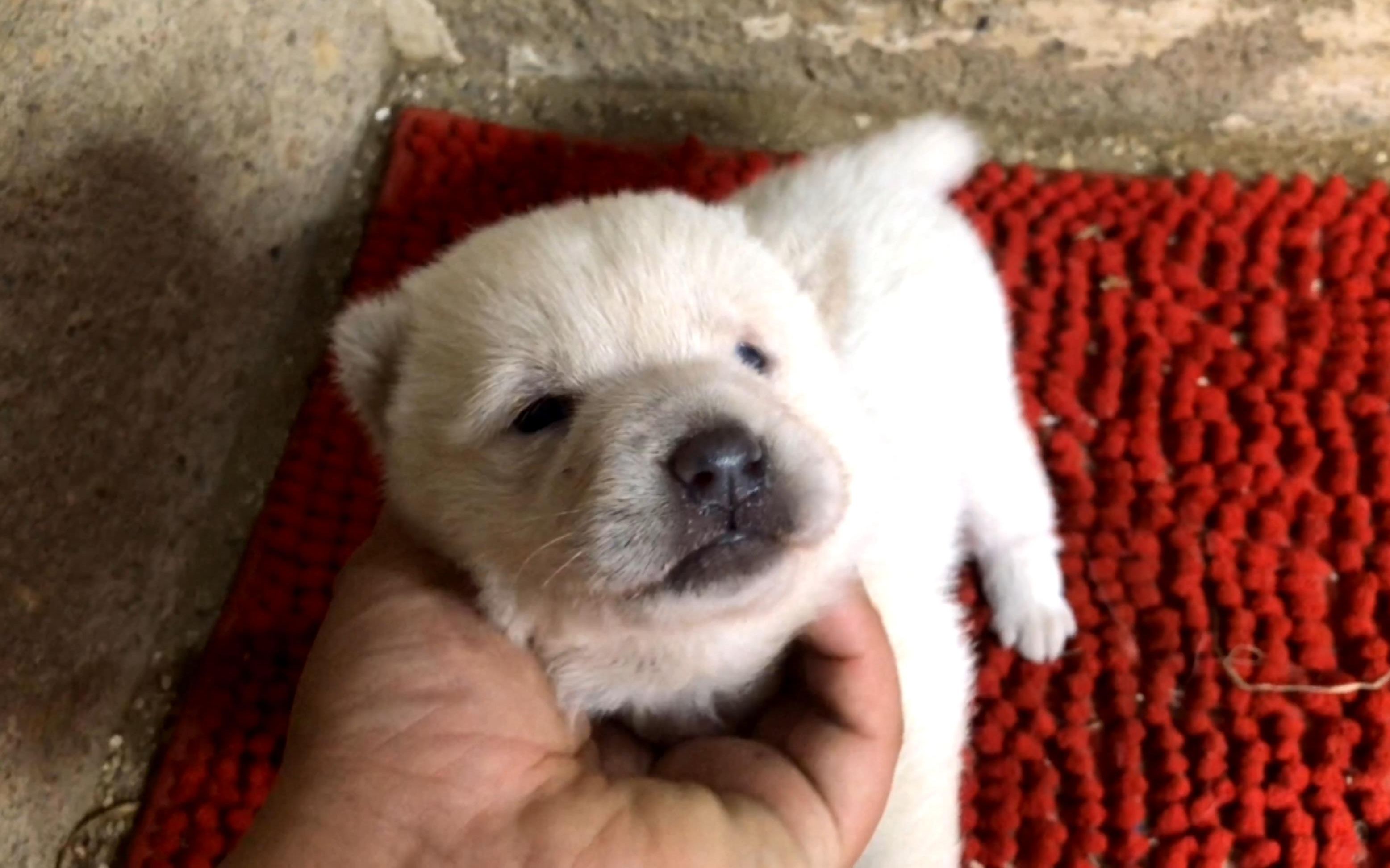 让人不放心的狗妈田园犬阿花总算把独崽小奶狗带大了,眯眼小耳朵蛮力