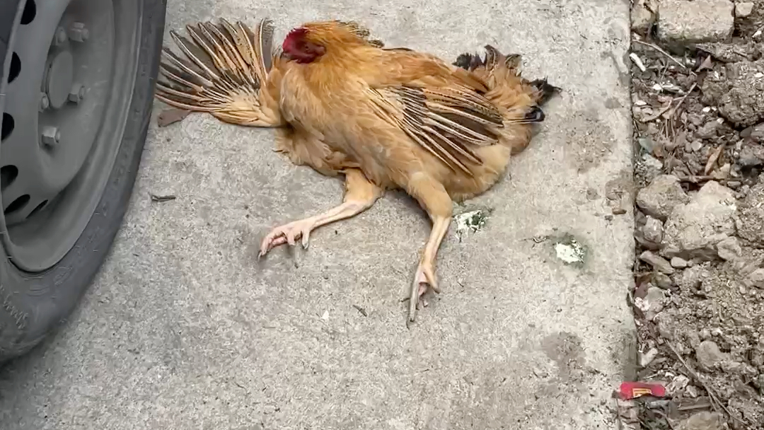小鸡中暑了