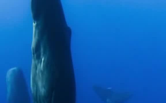 连呼吸都要浮出水面的鲸鱼,在海里睡觉为什么没被憋死?哔哩哔哩bilibili