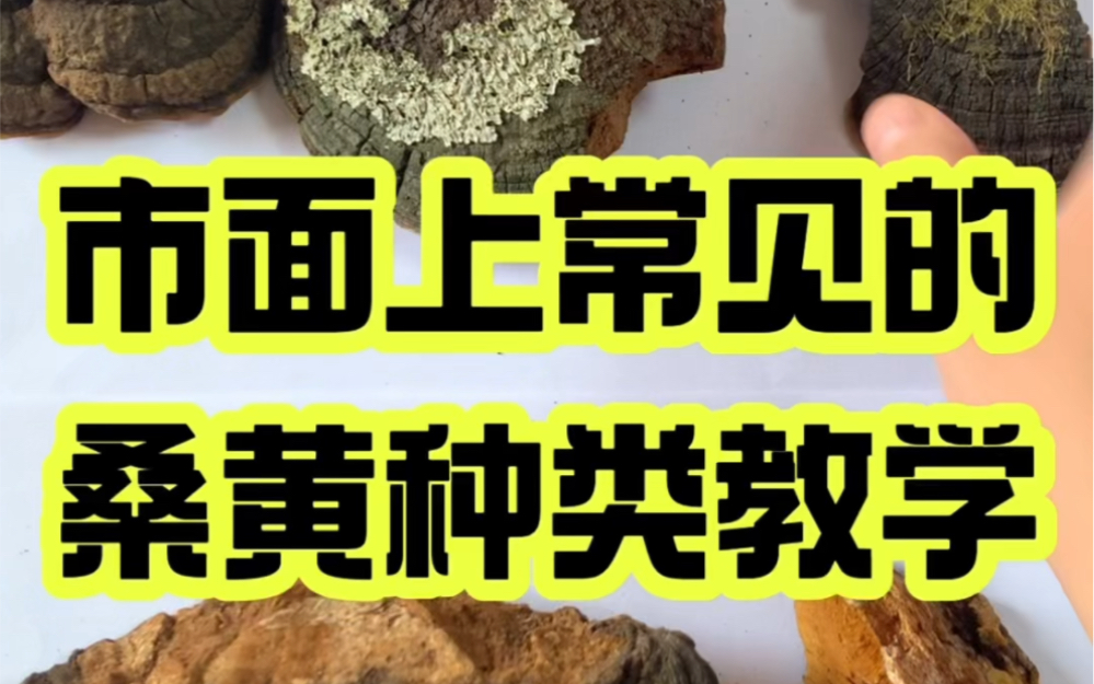 野生桑黄有很多种,市面上常见的桑黄种类教学分享给您,切勿贪便宜买假货哔哩哔哩bilibili