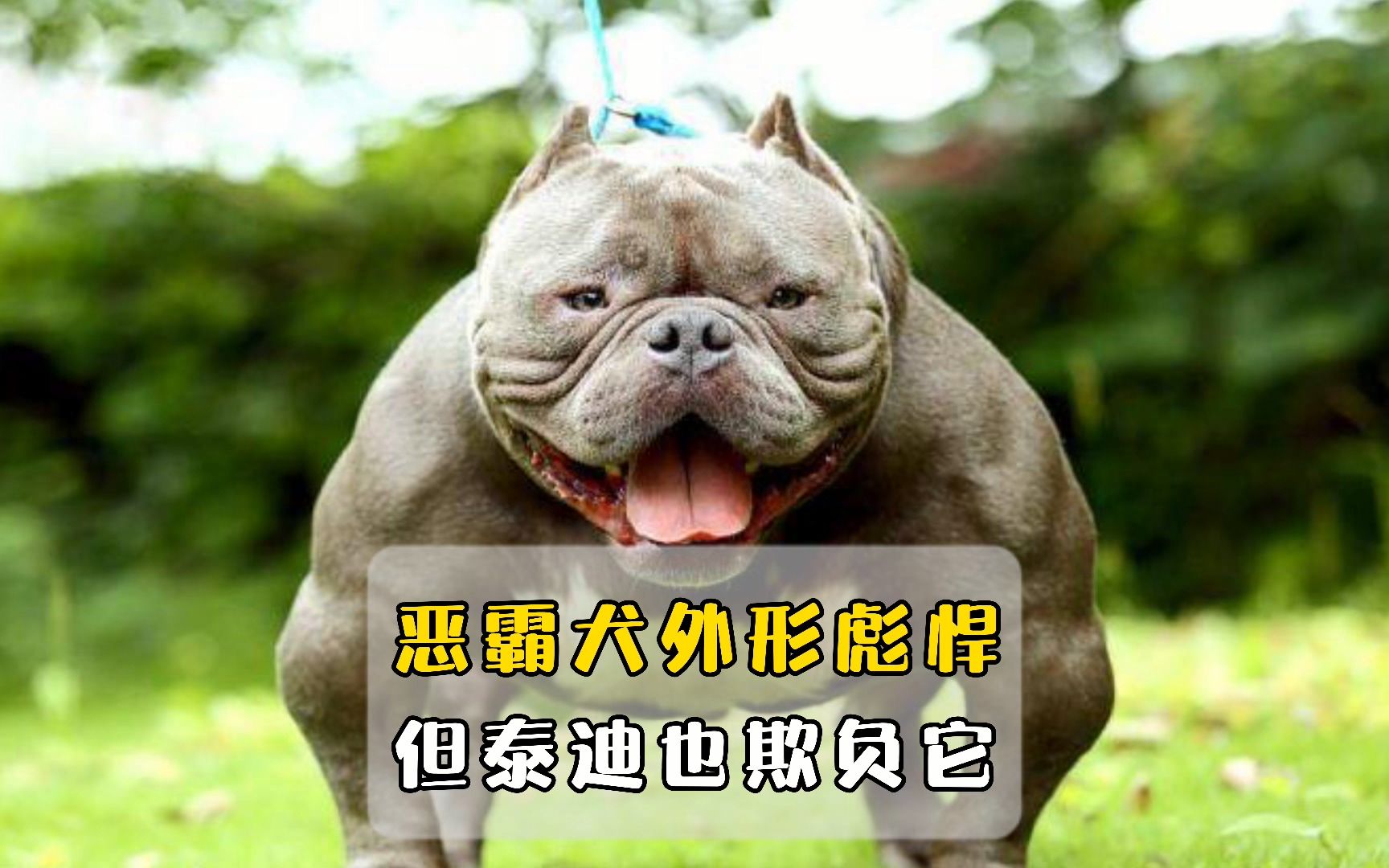 外表彪悍的恶霸犬,其实虚有其表!它怂得小泰迪都能欺负它!哔哩哔哩bilibili