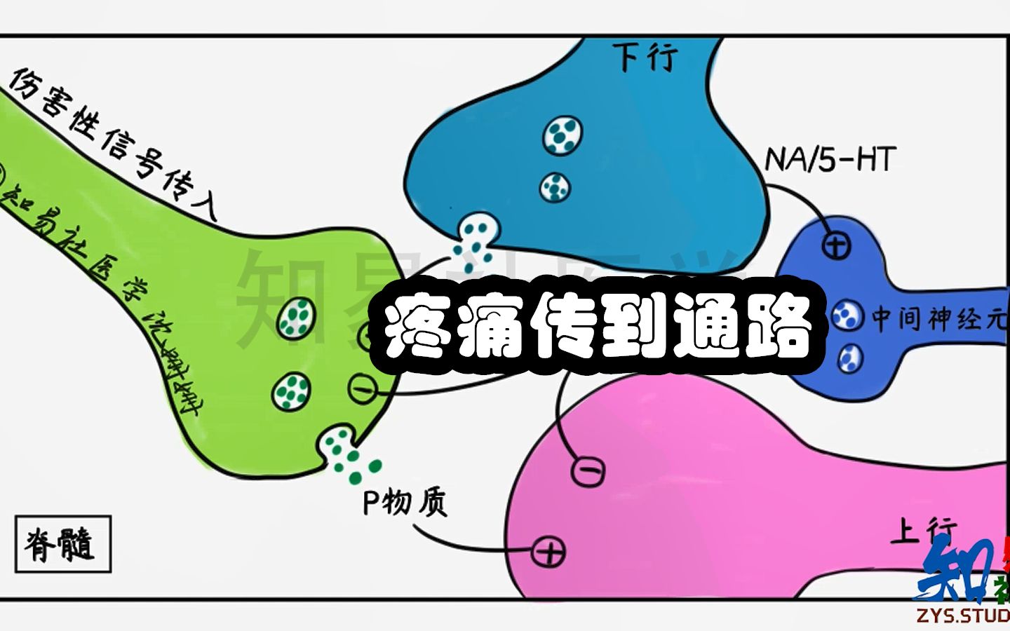 【绘画 神经精神病学】痛觉是如何传导的?疼痛传导通路