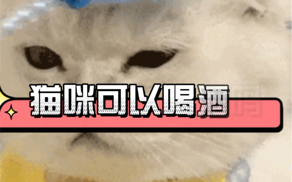 猫咪可以喝酒吗哔哩哔哩bilibili