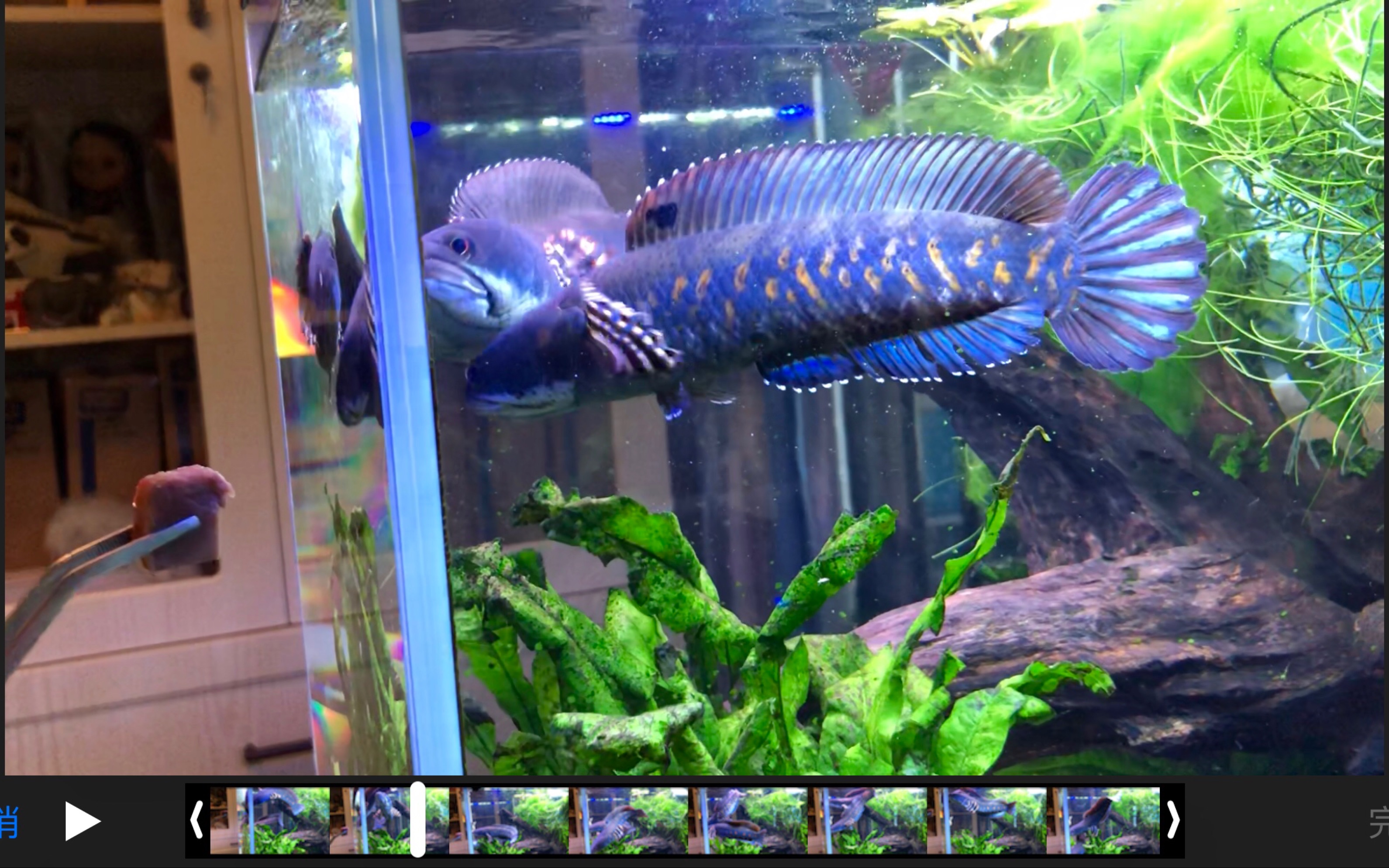 【雷龙鱼】幻彩红宝石雷龙:幻红汪日常喂食…鱼缸地震中_哔哩哔哩 (゜