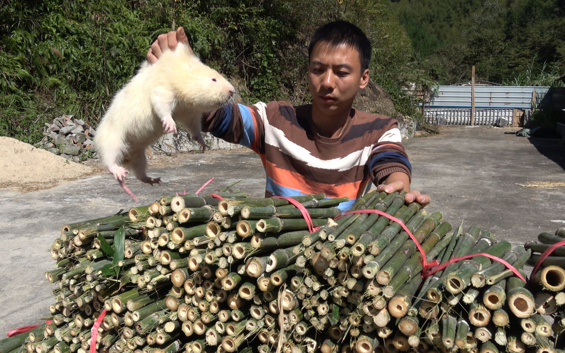 华农兄弟今年双十一我们家竹鼠们收到了一份神秘大礼小白高兴极了