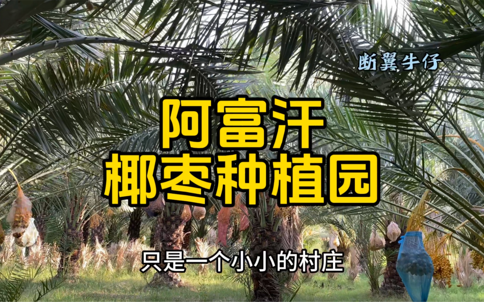 阿富汗椰枣种植园哔哩哔哩bilibili