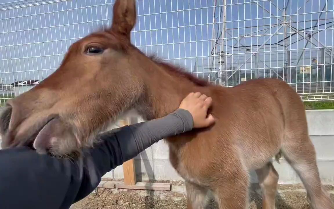和小马互相挠痒痒