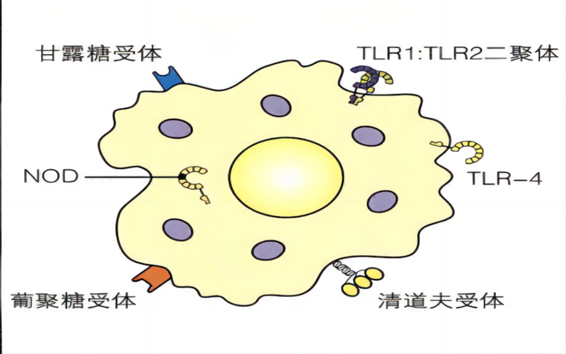 [图]詹韦免疫生物学第三讲：固有免疫应答（三）——模式识别受体