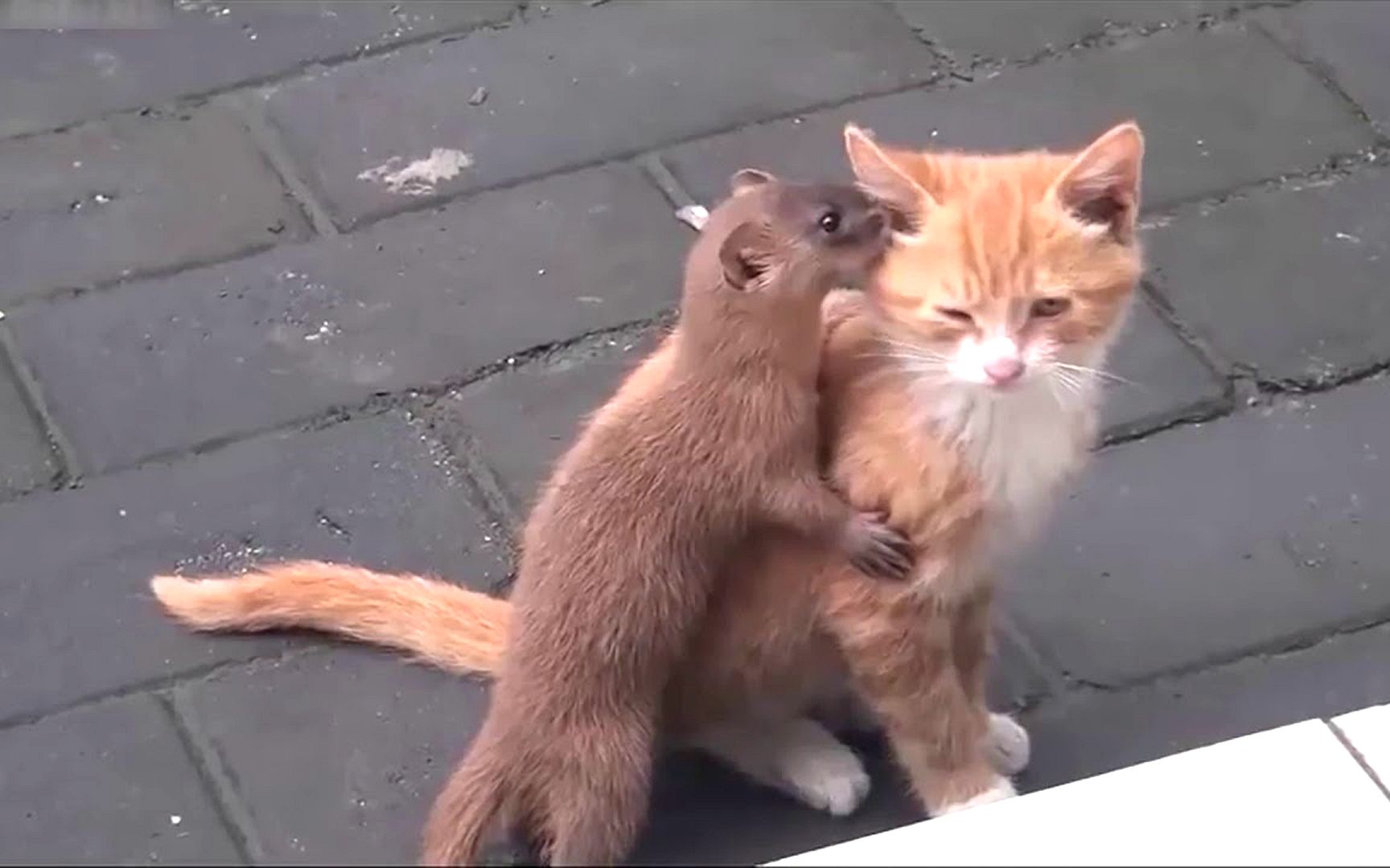 黄鼠狼作死,一口将猫咪"锁喉":让你瞧瞧本喵的厉害!