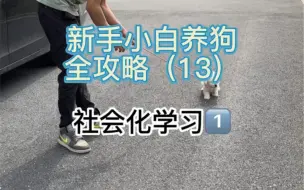 Download Video: 新手小白养狗全攻略（13）千万不要忽略幼犬的社会化，胆小，害怕，敏感都是因为社会化不足