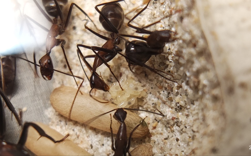 窄颈弓背蚁25天终于出幼辽_哔哩哔哩 (゜-゜)つロ 干杯~-bilibili