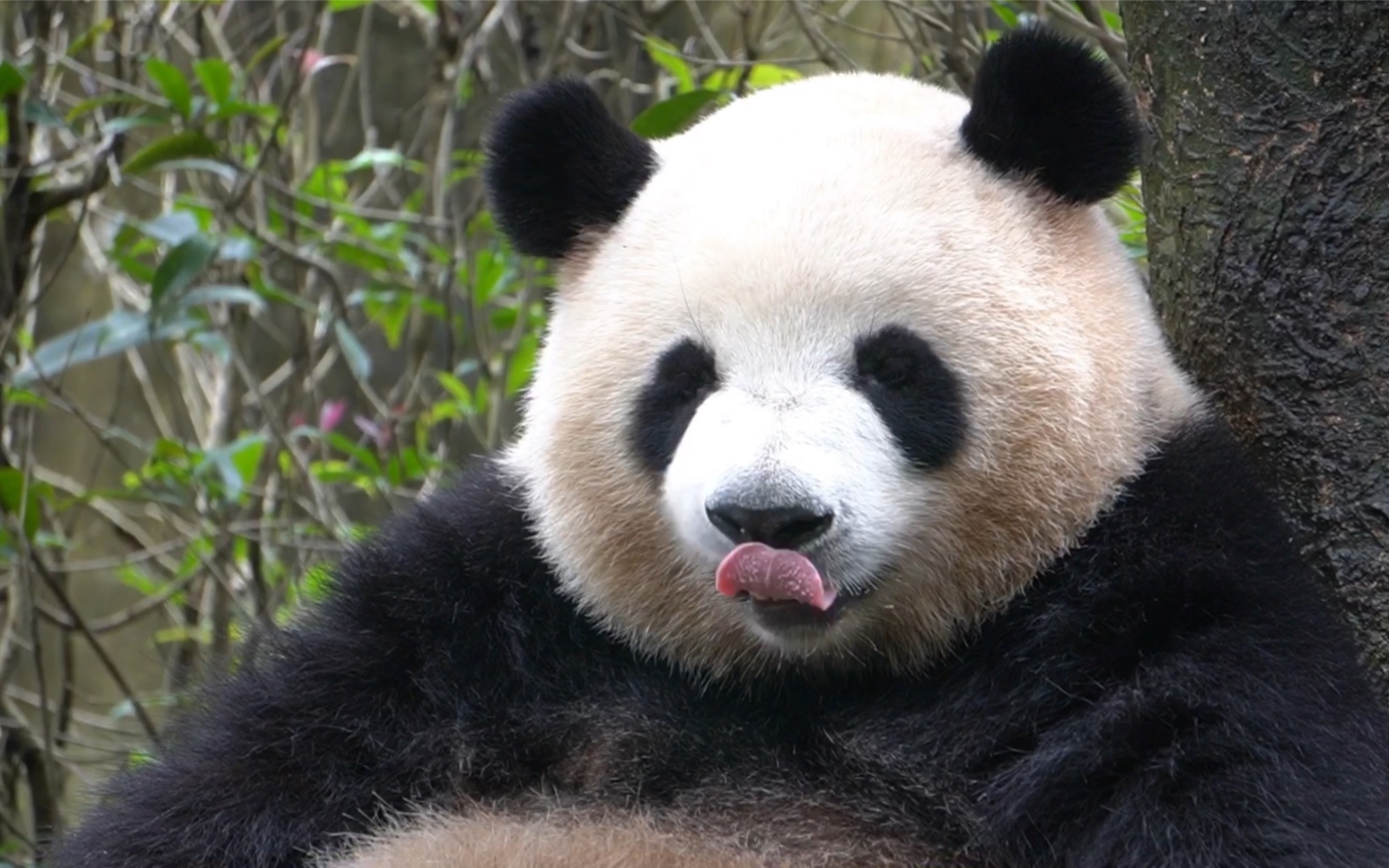 大熊猫梅兰梅兰肉肉陪着肉儿度过艰难的夏季