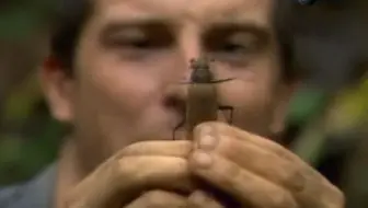 贝爷的捕食合集 哔哩哔哩 Bilibili