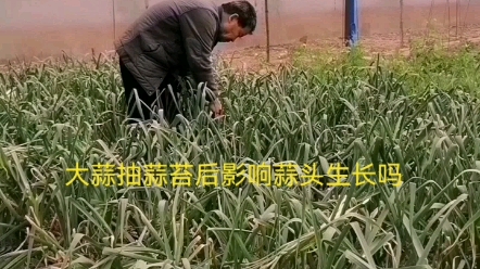 [图]大蒜抽蒜苔后影响蒜头生长吗？