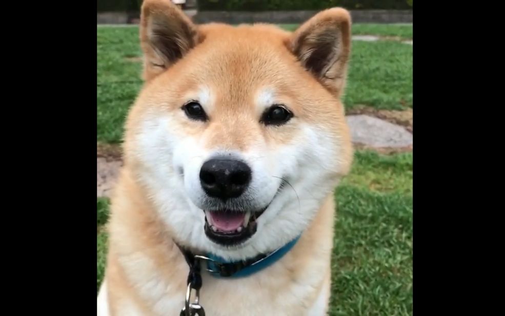 [柴犬maru的日常]耙耙泥也该学会自立惹!