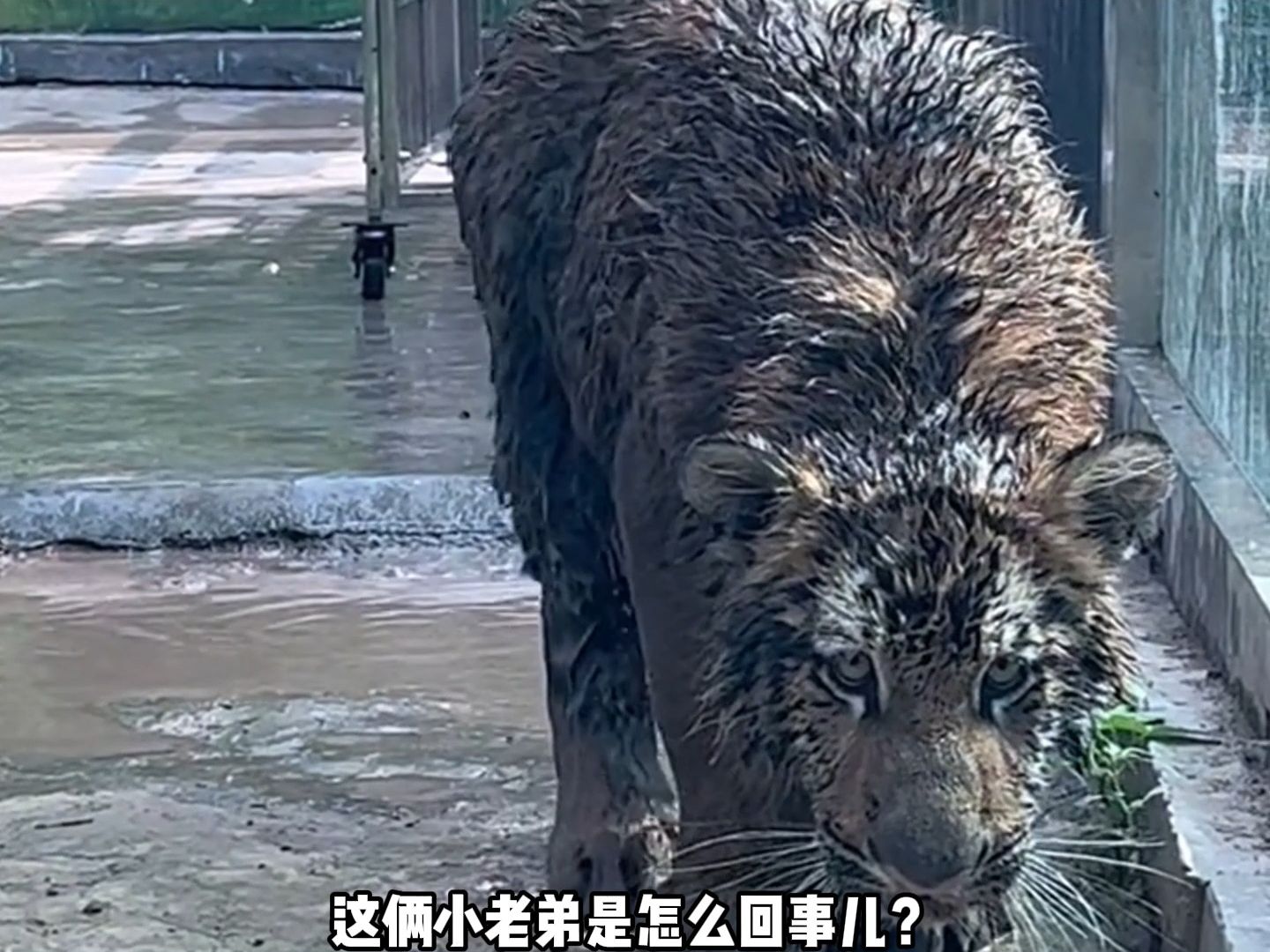 二埋汰是又二又埋汰,大埋汰是真埋汰