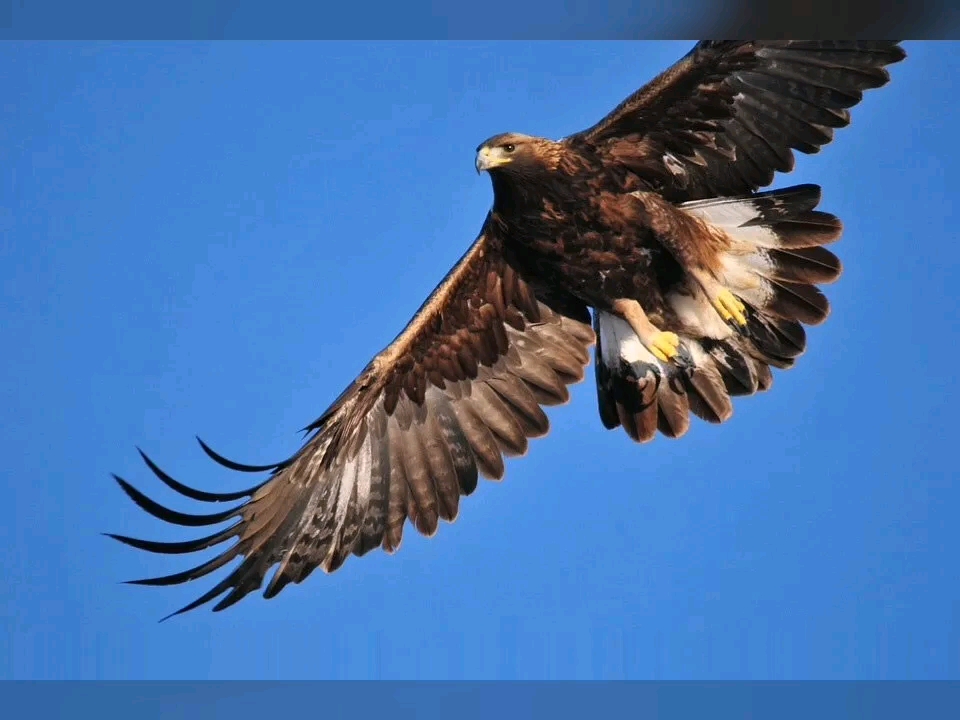 在天空中自由盘旋翱翔的老鹰