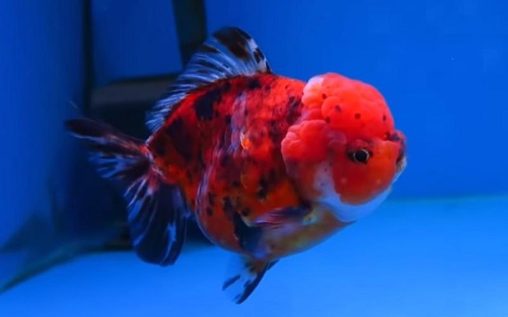 虎皮元宝狮,原来传统金鱼早就有了,先看看短尾巴的_哔哩哔哩_bilibili