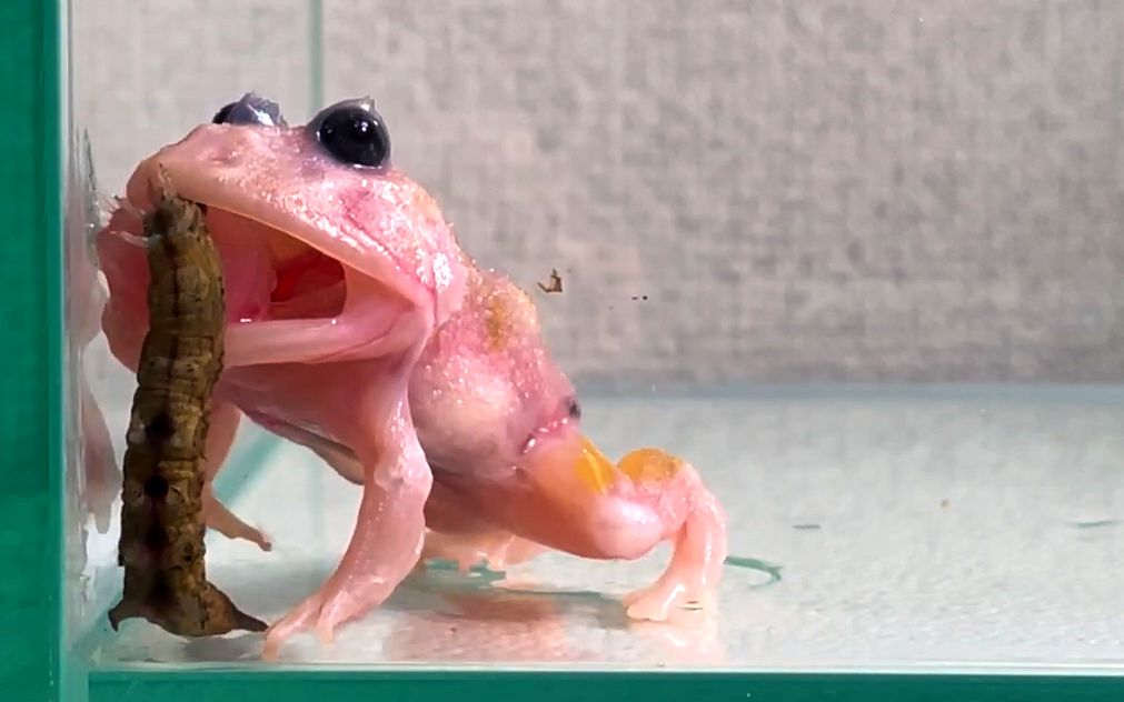 粉雪角蛙:我这么可爱 你跑啥