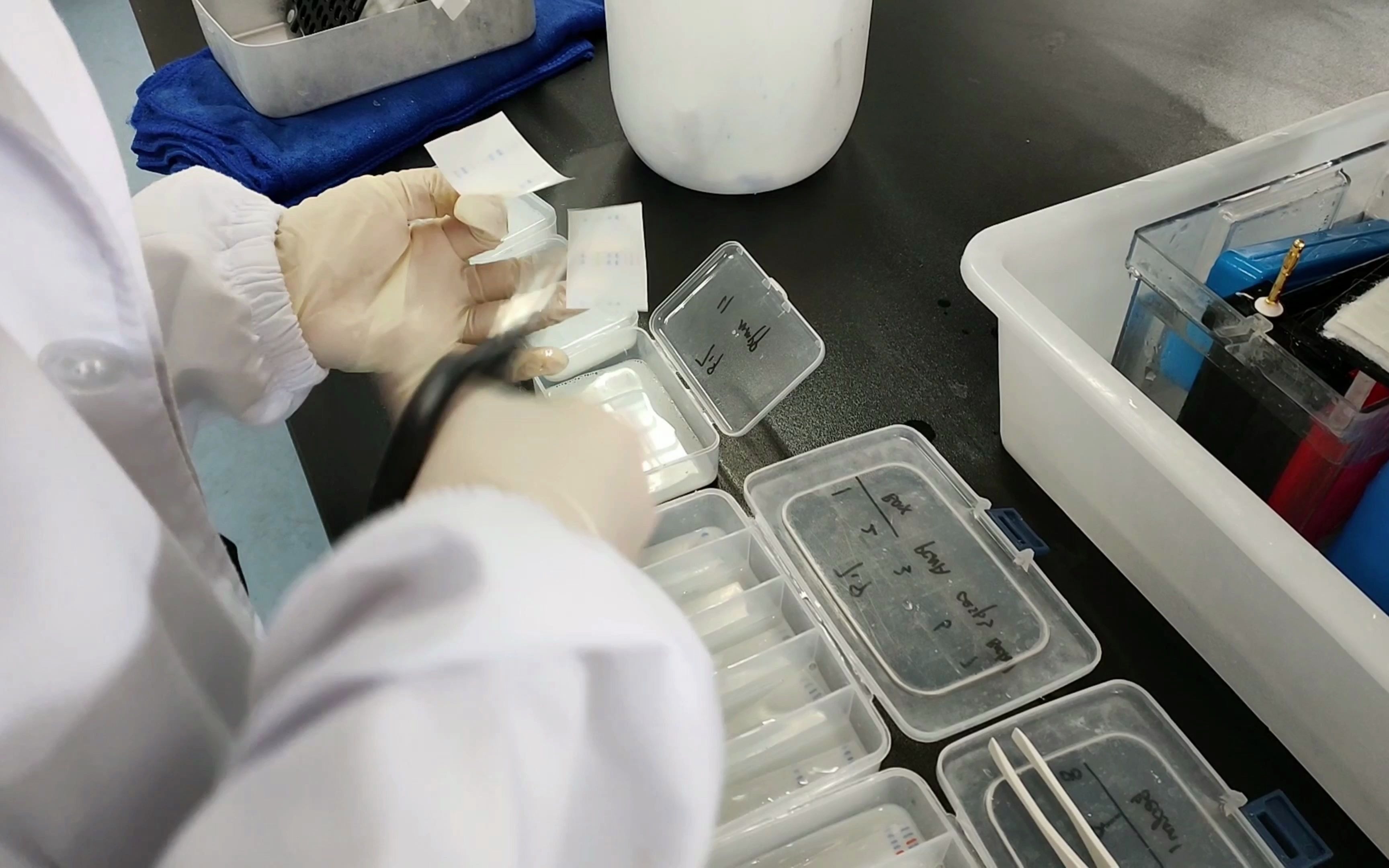 【wb实验】牛奶封闭pvdf膜