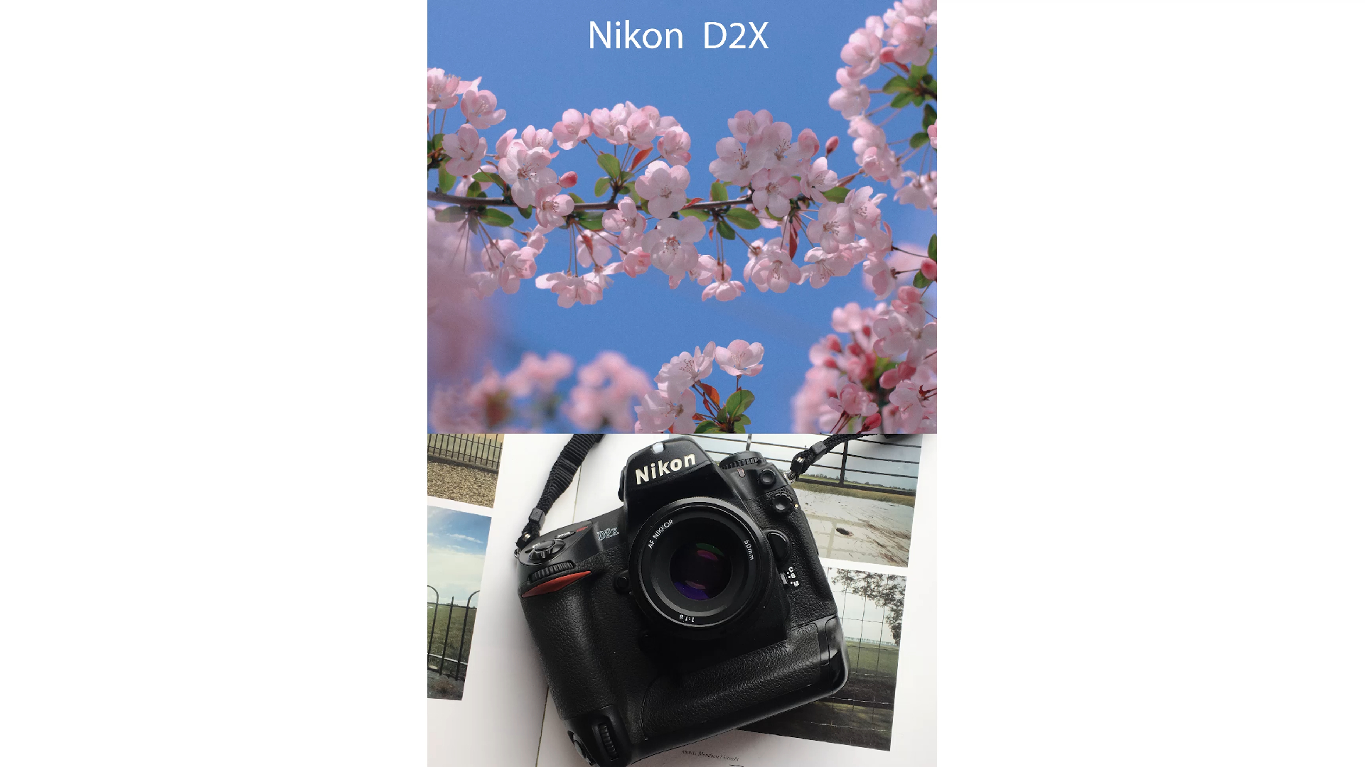 Nikon|尼康最失败的方块机D2X|春天花会开|尼康标头50|哔哩哔哩bilibili