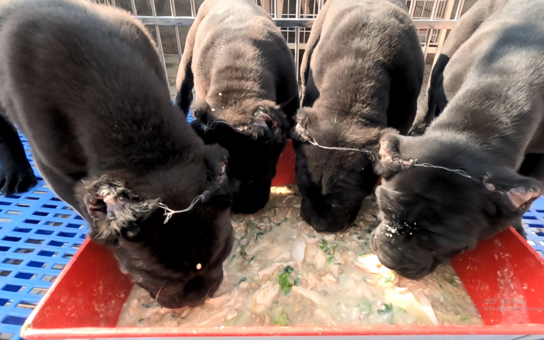 两个月的卡斯罗性格暴躁,护食严重直接撕咬,场面激烈瞬间失控!