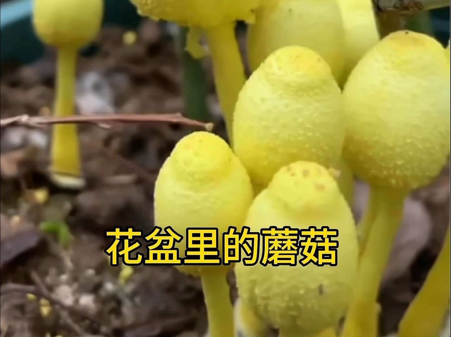 这是什么菌?盘点那些网络上的奇珍异菇哔哩哔哩bilibili