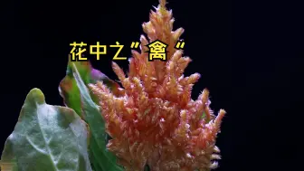 Download Video: 没人能拒绝这种花的美貌，除非你还没见过它，它拥有花中最奇特的造型