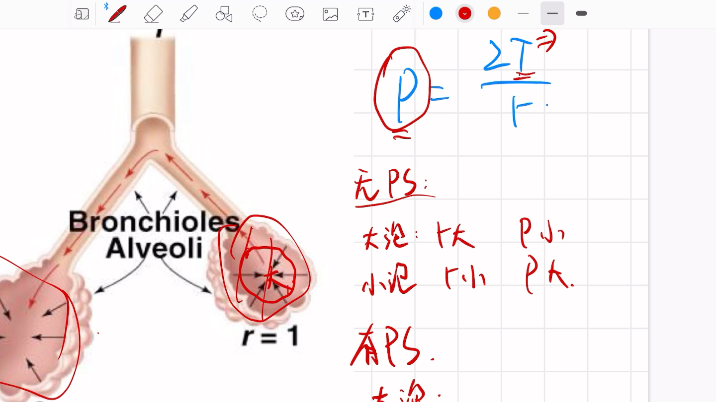 生理学:呼吸系统肺泡表面张力——大肺泡更大小肺泡更小?哔哩哔哩bilibili