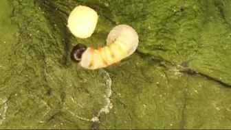 黄金毛毛虫 美丽蝴蝶的化身 你是不是很难将它们联系到一起呢 美丽的蝴蝶最喜欢玫瑰花了 但是它更喜欢把幼虫 卵下在叶片上孵化 出来的小毛毛虫啃食玫瑰花叶片长大 哔哩哔哩 Bilibili