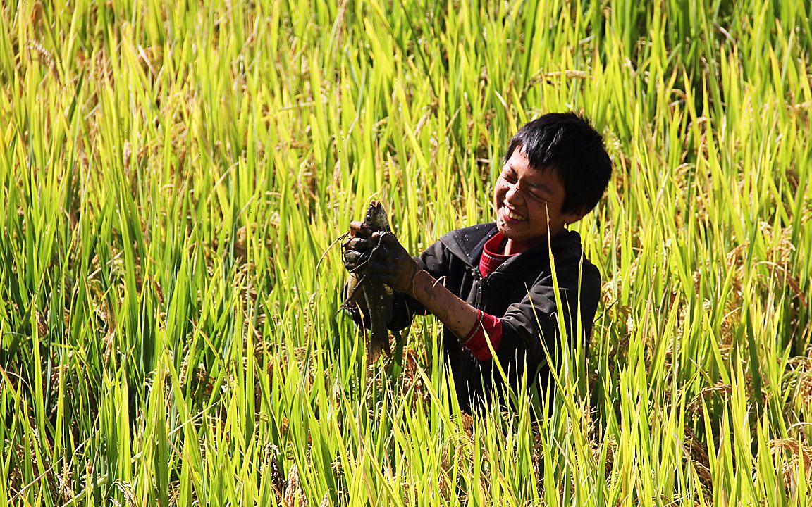 龙江行〔1〕云南山区稻田里鱼可真多,两小孩捉几十斤跟玩似的!