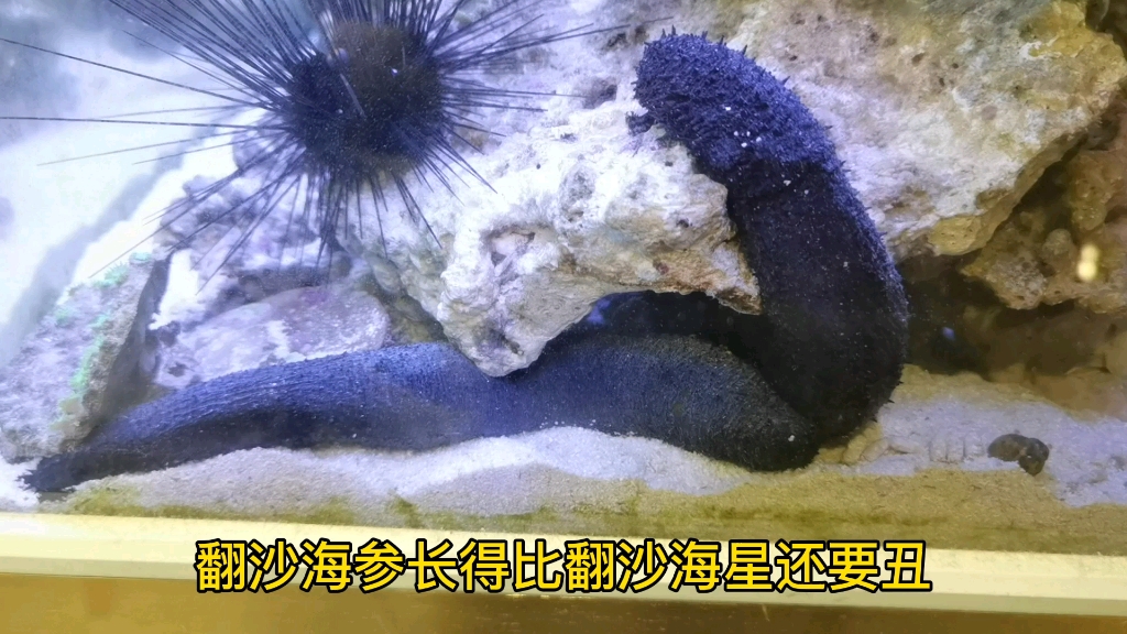 每天介绍一种生物-翻沙海参